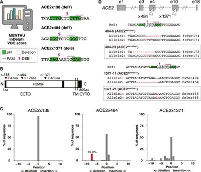 ACE2 knockout hinders SARS-CoV-2 propagation in iPS cell-derived airway and alveolar epithelial cells